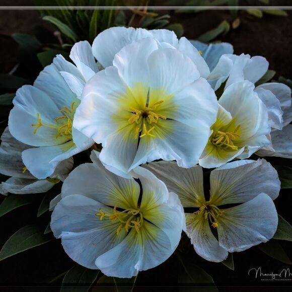 Joshua Tree's Beauty!  - Picture 1 of 16